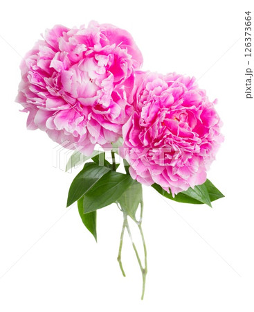 pink peonies pink peonies 126373664