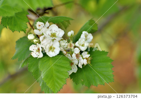 Crataegus sanguinea -Blooming hawthorn on a spring day 126373704