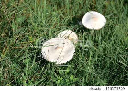 Edible white mushrooms growing in the meadow 126373709