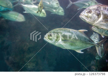 Bigeye trevally jack silver fish (Caranx sexfasciatus) swimming in sea 126373798