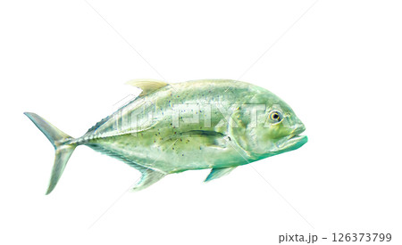 Bigeye trevally jack silver fish (Caranx sexfasciatus) isolated on white background, soft focus 126373799