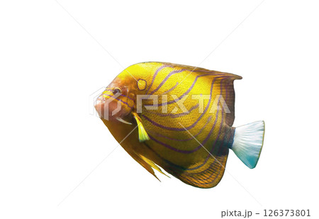 Bluering angelfish fish (Pomacanthus annularis) isolated on white background, side view 126373801