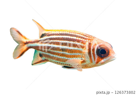 Tropical striped squirrelfish isolated on white background, profile view 126373802