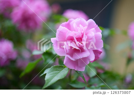 薔薇の花 126373807