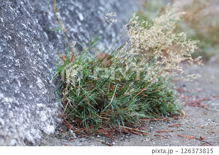 Clump Of Short Grasses Where A Cliff Meets The Ground 126373815