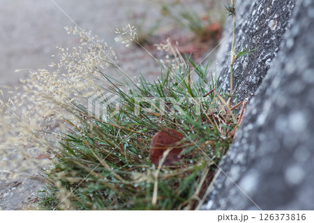 Clump Of Short Grasses Where A Cliff Meets The Ground Clump Of Short Grasses Where A Cliff Meets The Ground 126373816