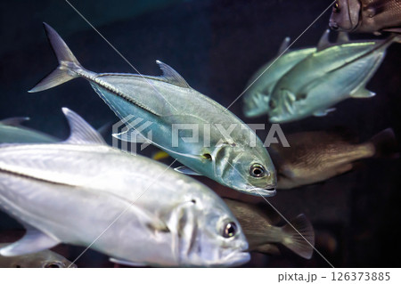 Bigeye trevally jack silver fish (Caranx sexfasciatus) swimming in sea Bigeye trevally jack silver fish (Caranx sexfasciatus) swimming in sea 126373885