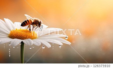 Bee collecting nectar from a daisy with dew drops glistening in the early morning light. 126373910