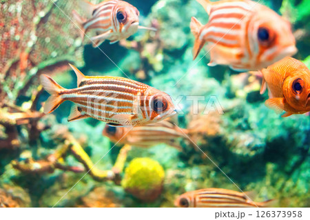 Bright striped squirrelfish and red Soldierfish swimming in ocean 126373958