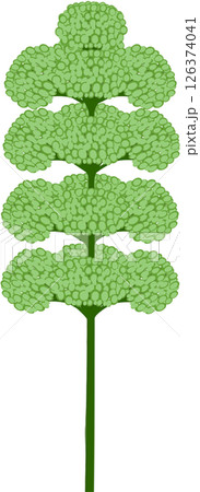 Beautiful shape and colors of green blossom flower petals. Beautiful shape and colors of green blossom flower petals. 126374041