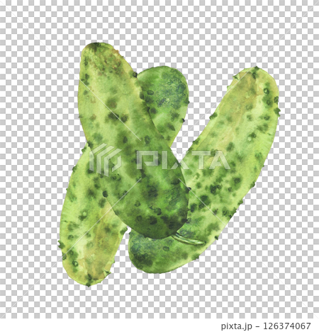 Little prickly cucumbers. Watercolor illustration hand drawn Botanical green vegetable harvest. Nature plant isolated from background clipart for canned food label, eco market, cosmetic, kitchen decor Little prickly cucumbers. Watercolor illustration hand drawn Botanical green vegetable harvest. Nature plant isolated from background clipart for canned food label, eco market, cosmetic, kitchen decor 126374067
