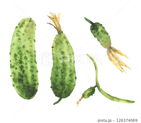Cucumber plant hand painted in watercolor. Green fruit in various ripening stages vegetables with yellow flowers, and small buds. Realistic botanical clipart for food isolated from white background 126374069