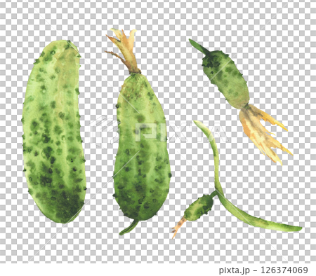 Cucumber plant hand painted in watercolor. Green fruit in various ripening stages vegetables with yellow flowers, and small buds. Realistic botanical clipart for food isolated from white background 126374069