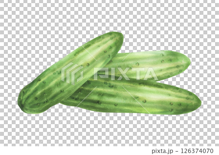 Cucumbers pile. Watercolor vegetable harvest arrangement. Vegan food illustration hand drawn. Botanical green long smooth three cucumbers. Clipart for vegetarian food label Isolated from background 126374070