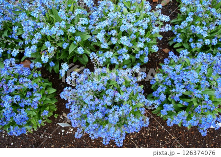 わすれな草の花 わすれな草の花 126374076