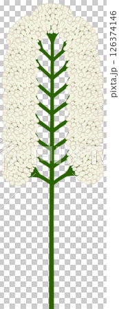 Beautiful shape and colors of white blossom flowers petals. 126374146