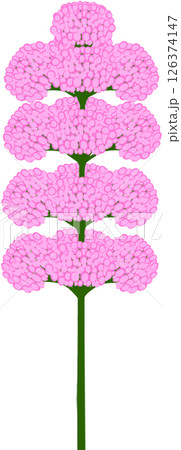 Beautiful shape and colors of pink blossom flower petals. 126374147