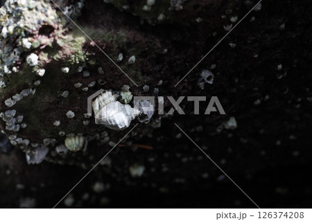 Frilled Dogwinkle Under A Barnacled Rock At Low Tide 126374208