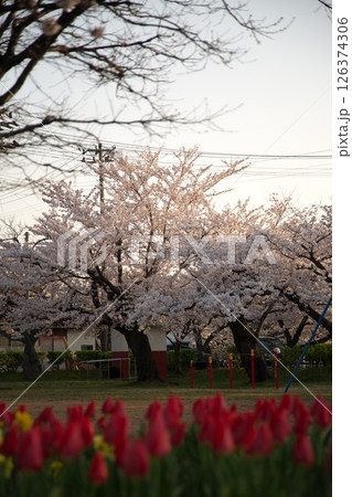 サクラ咲く‗240413‗327 126374306