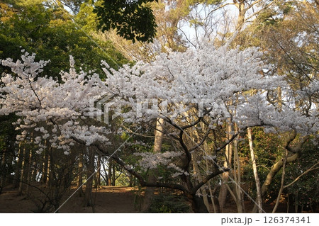 サクラ咲く‗240413‗300 サクラ咲く‗240413‗300 126374341