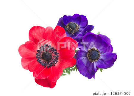 red anemone flower close up red anemone flower close up 126374505