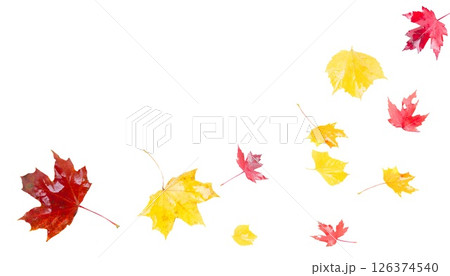 fall maple leaves fall maple leaves 126374540