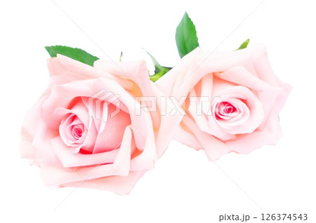 Pink blooming roses 126374543