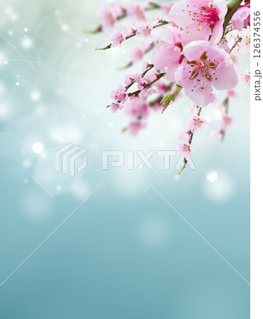 Cherry tree twig Cherry tree twig 126374556