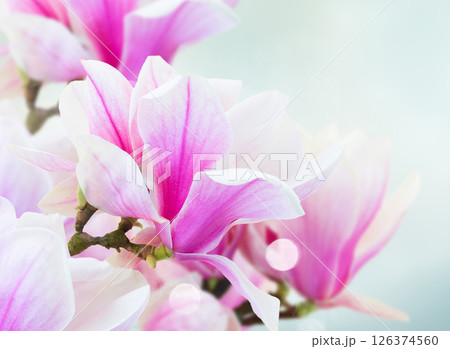 Blossoming pink magnolia Flowers 126374560
