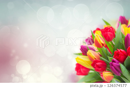 bouquet of yellow, purple and red tulips 126374577