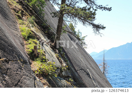 Spruce Tree And Salal In The Cracks Of An Oceanside Bluff 126374613