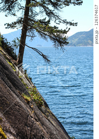 Spruce Tree Growing On An Oceanside Bluff Spruce Tree Growing On An Oceanside Bluff 126374617