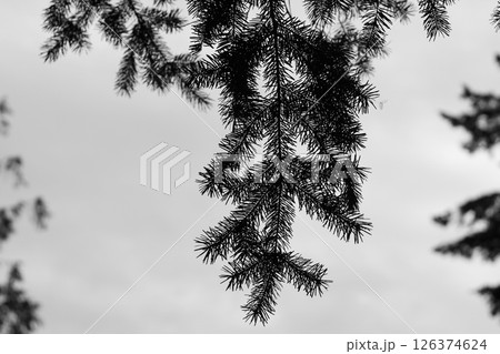 Looking Up At A Spruce Branch 126374624