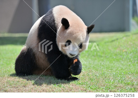 おやつを見つけた梅浜 おやつを見つけた梅浜 126375258