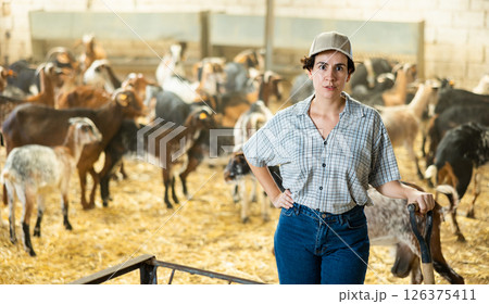 Portrait of focused busy Latin female employee working with hay and straw in barn on goat livestock farm 126375411
