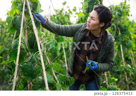Woman harvesting kidney beans on plantation 126375413