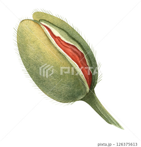 Poppy bud beginning to bloom, showing red petals inside green shell. Hand-drawn botanical isolated watercolor element. Great for botanical themes and floral collections with poppy flowers and bouquets Poppy bud beginning to bloom, showing red petals inside green shell. Hand-drawn botanical isolated watercolor element. Great for botanical themes and floral collections with poppy flowers and bouquets 126375613