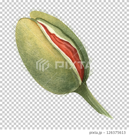 Poppy bud beginning to bloom, showing red petals inside green shell. Hand-drawn botanical isolated watercolor element. Great for botanical themes and floral collections with poppy flowers and bouquets 126375613
