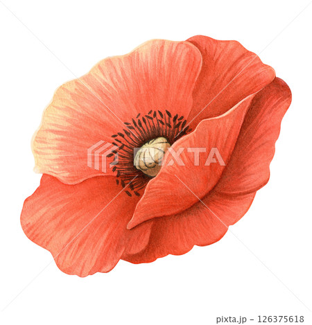 Red poppy flower in bloom with delicate petals. Floral isolated watercolor illustration, historical symbol of Remembrance Day, ANZAC. Perfect for botanical designs, wedding decor and summer prints. 126375618