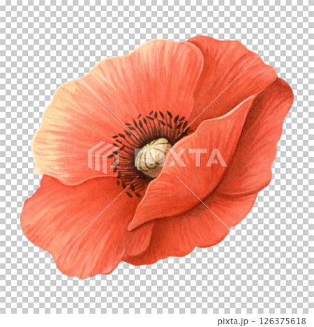 Red poppy flower in bloom with delicate petals. Floral isolated watercolor illustration, historical symbol of Remembrance Day, ANZAC. Perfect for botanical designs, wedding decor and summer prints. 126375618