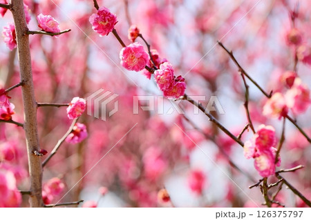 可愛い　梅の花　寒紅 126375797
