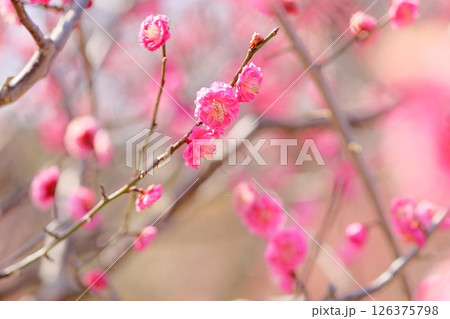 可愛い 梅の花 寒紅 可愛い 梅の花 寒紅 126375798