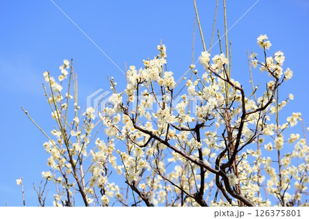 爽やか　白梅の花　月影 126375801