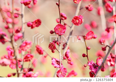 鮮やか　梅の花　鹿児島紅 126375804
