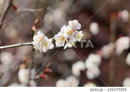 白梅の花　南高 126375805