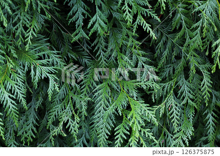 Eastern White Cedar Hedging Background Eastern White Cedar Hedging Background 126375875
