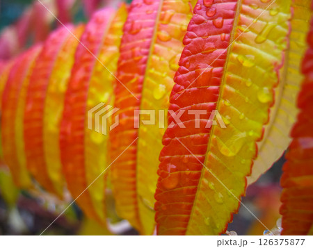 Vivid Red And Yellow Smooth Sumac Leaves 126375877