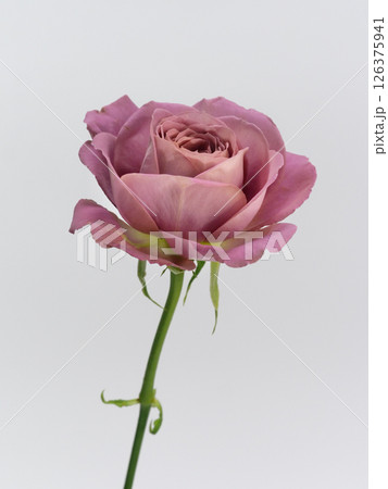白背景の前にくすみピンク色のバラの花【rose】 126375941