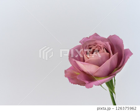 白背景の前にくすみピンク色のバラの花【rose】 白背景の前にくすみピンク色のバラの花【rose】 126375962