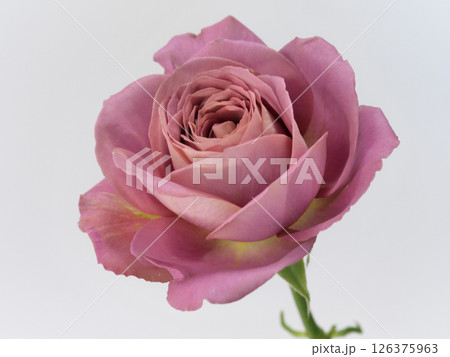 白背景の前にくすみピンク色のバラの花【rose】 白背景の前にくすみピンク色のバラの花【rose】 126375963